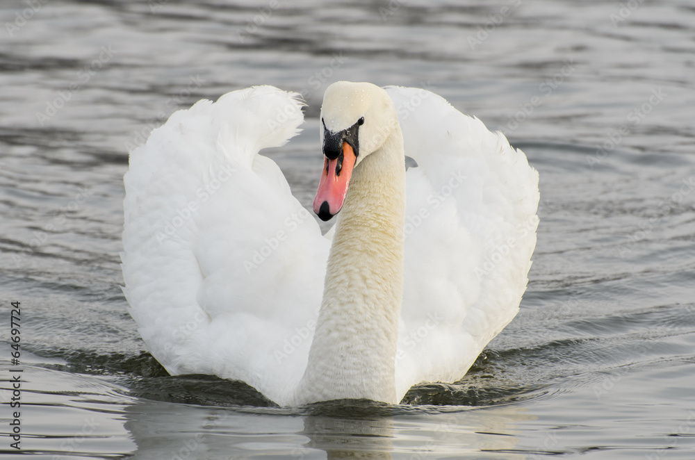 Naklejka premium Swan