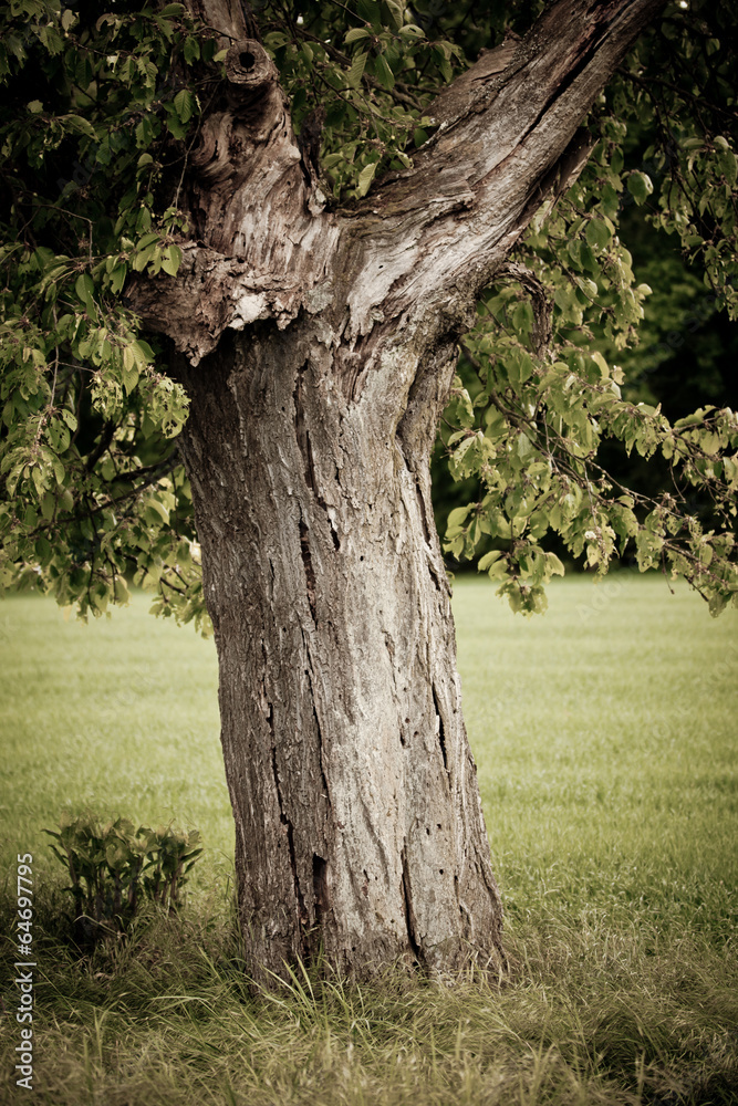 Alter Kirschbaum Alter Kirschbaum