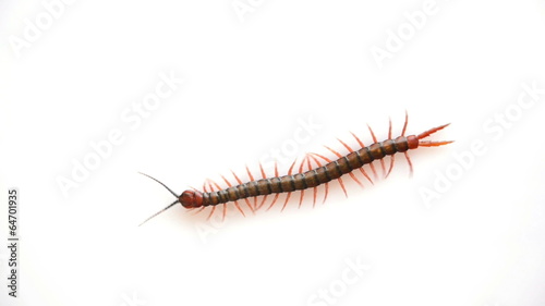 Giant centipede, Ethmostigmus rubripes, walking isolated
