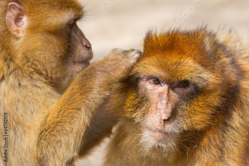 Two mature Barbary Macaque grooming © michaklootwijk