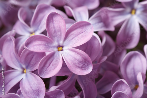 beautiful floral background of  purple lilac macro © FomaA