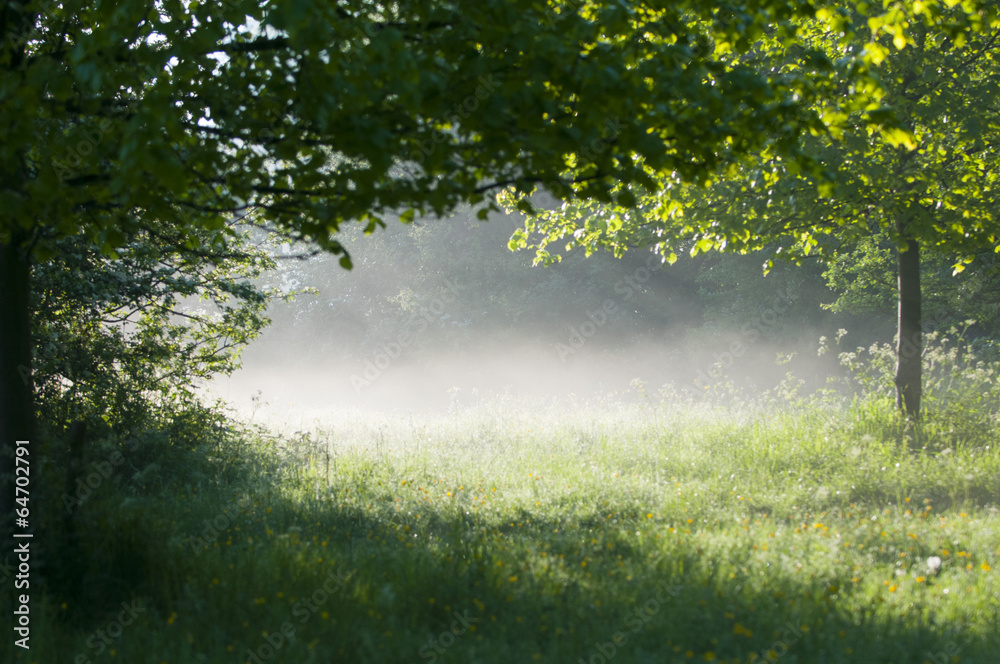 Obraz premium misty morning