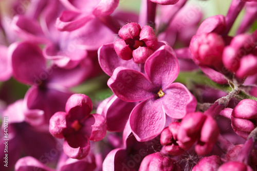 Bright pink lilac blooming with flowers and buds close up © FomaA