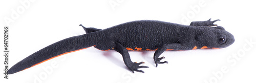 Fotografiet Black Salamander with Space