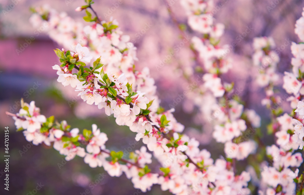 Cherry blossoms. Color toned image.