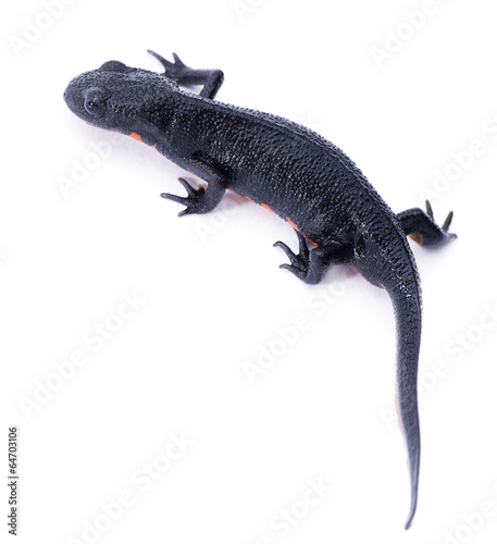 Japanese fire belly newt, Cynops pyrrhogaster isolated on white photo