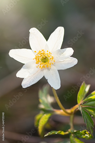 Wood anemone in sunlight
