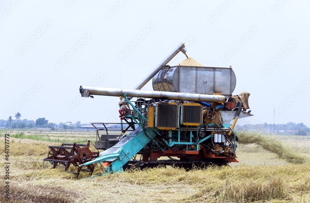Fototapeta premium Harvesting rice tractor working in rice farm.