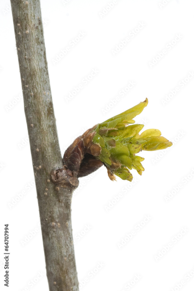 Obraz premium Eichensproessling