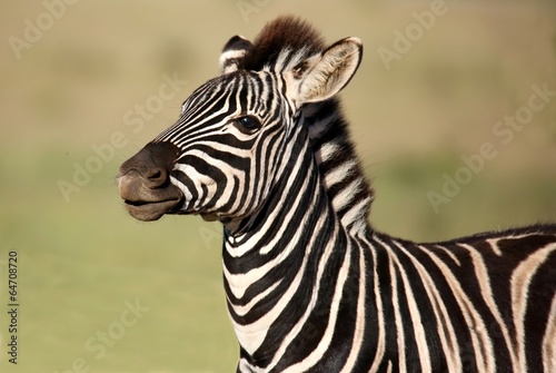 Zebra Foal