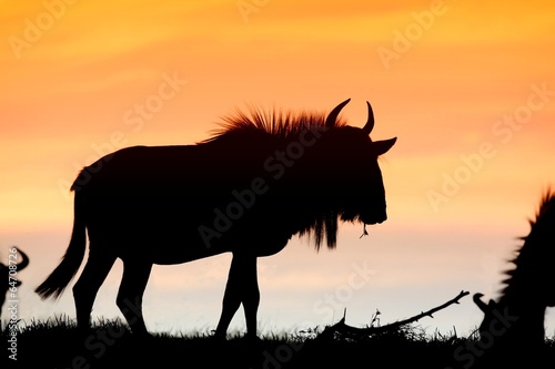 Wildebeest Sunset Silhouette