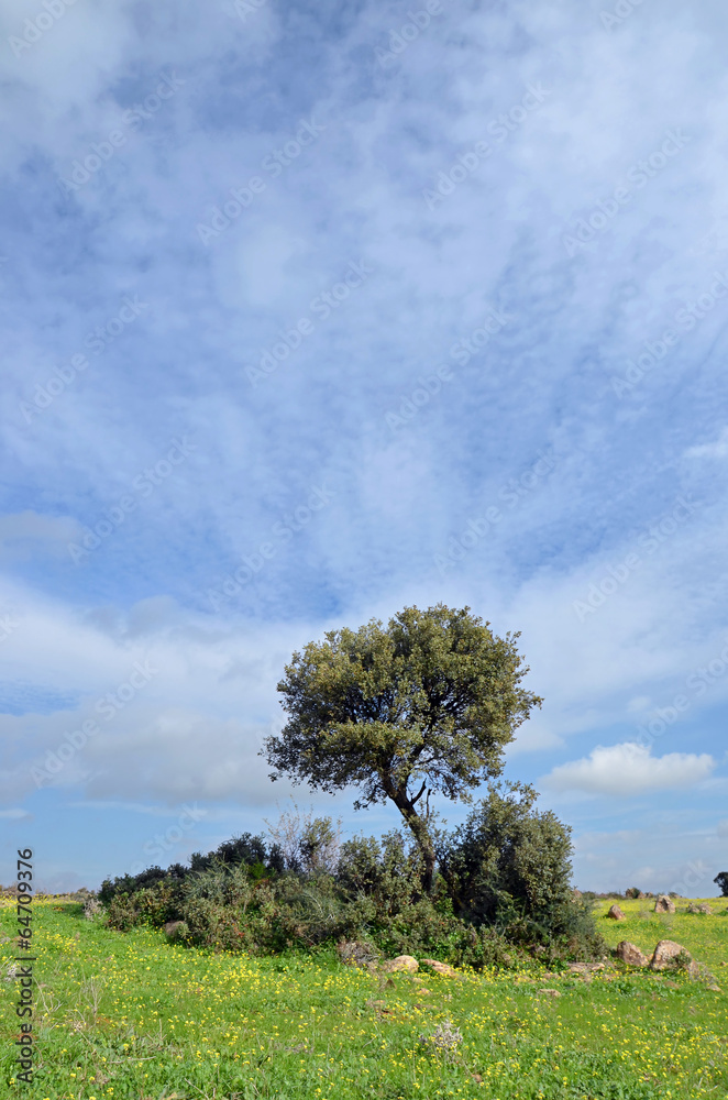 Fototapeta premium landscape and holm oak