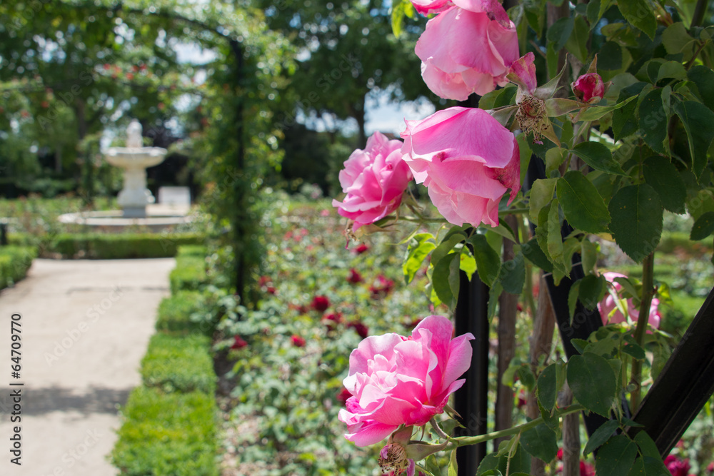 Fototapeta premium Garden of La Rosaleda, Retiro Park, Madrid (Spain)