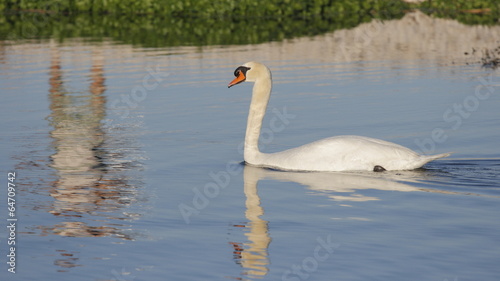 Pato y reflejo de persona