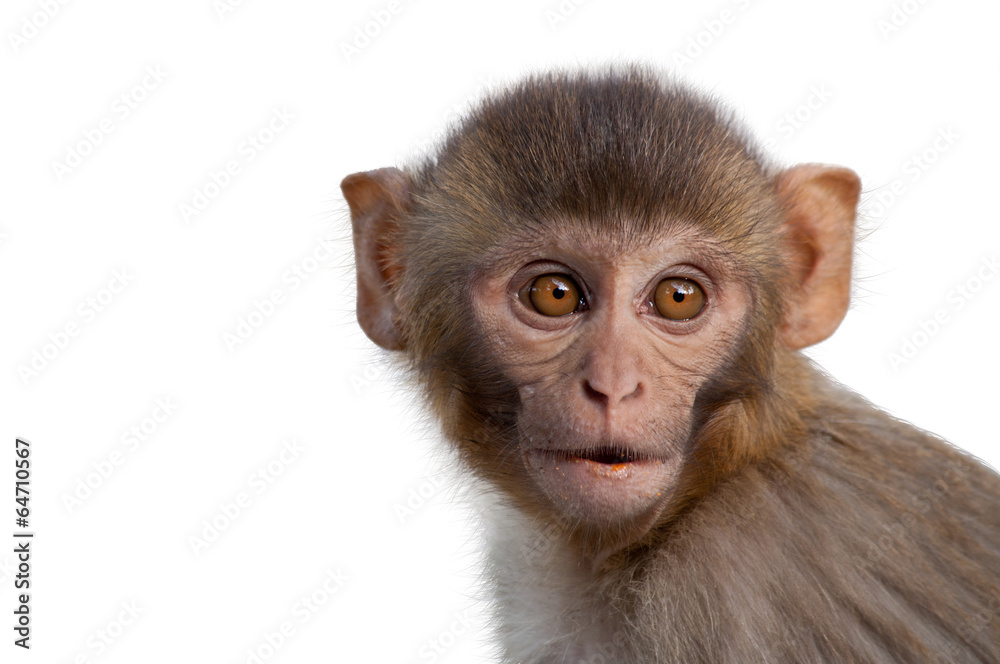 Portrait of monkey Portrait of monkey