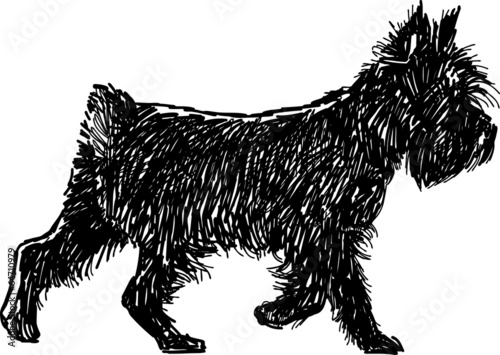 black terrier