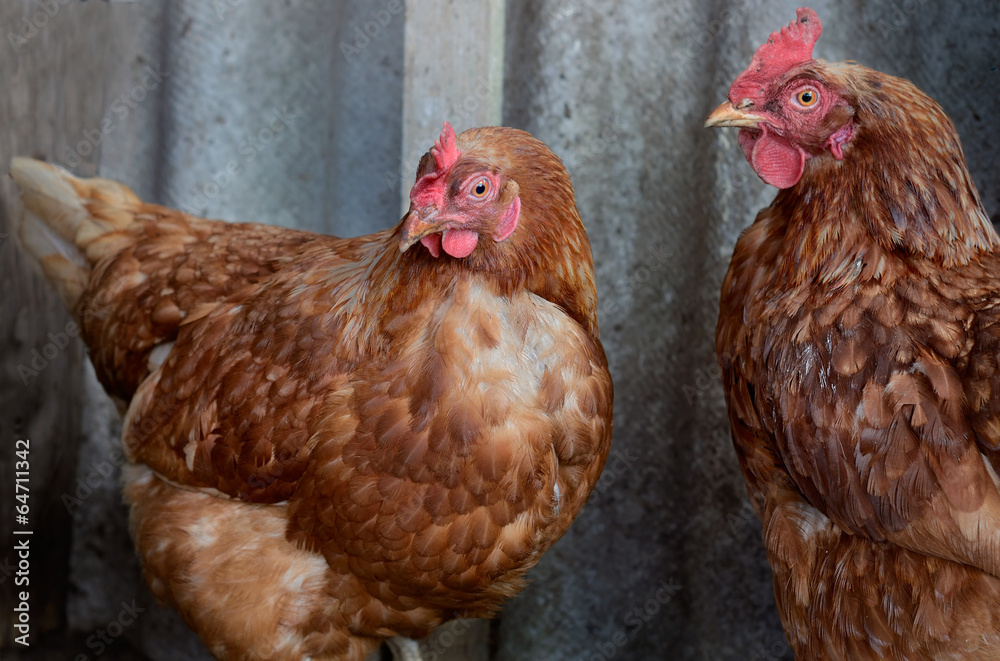 Fototapeta premium Chickens on a gray background