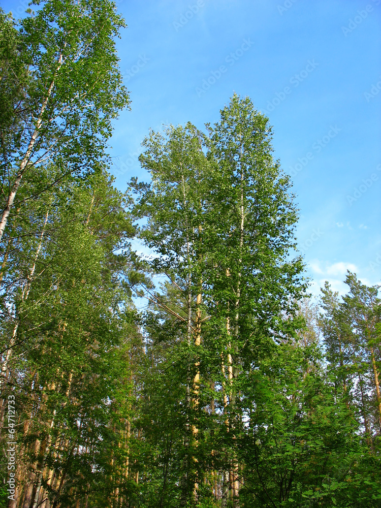 Birch and pine tops against blue sky Birch and pine tops against blue sky