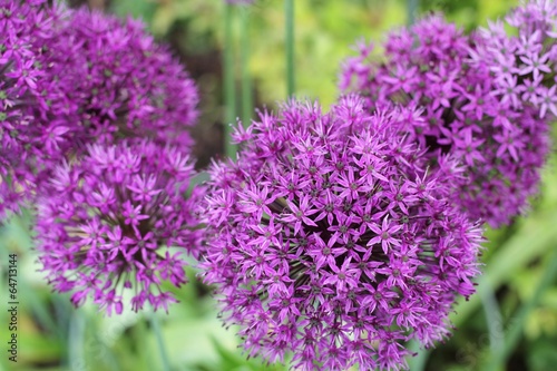 Fleurs d'Allium
