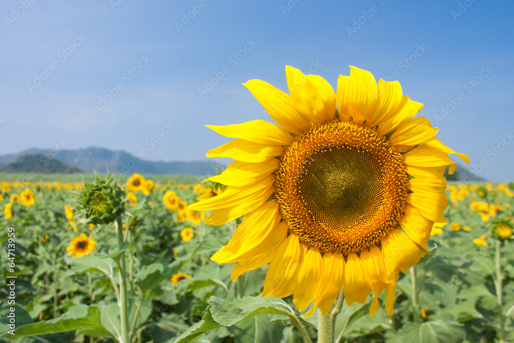 Sunflower field