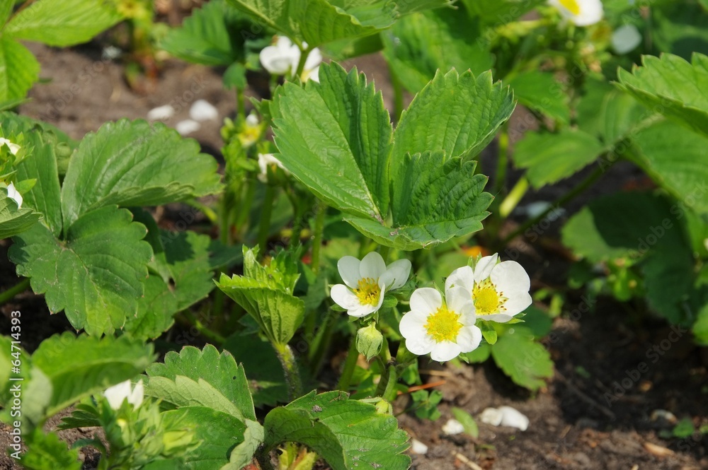 Erdbeerpflanze - strawberry plant 02 Erdbeerpflanze - strawberry plant 02