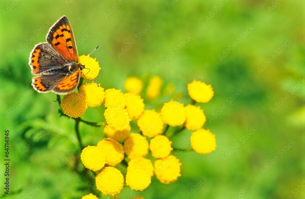 Kleiner Feuerfalter (Lycaena phlaeas) auf Blüten des Rainfarn oder Wurmkraut (Tanacetum vulgare L., Synonym Chrysanthemum vulgare L.), Mecklenburg-Vorpommern, Deutschland, Europa Kleiner Feuerfalter (Lycaena phlaeas) auf Blüten des Rainfarn oder Wurmkraut (Tanacetum vulgare L., Synonym Chrysanthemum vulgare L.), Mecklenburg-Vorpommern, Deutschland, Europa