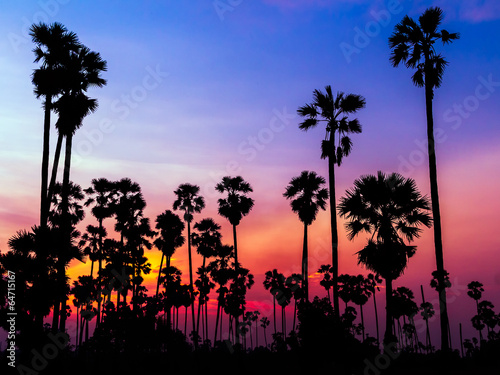 palm trees silhouette on beautiful sunset