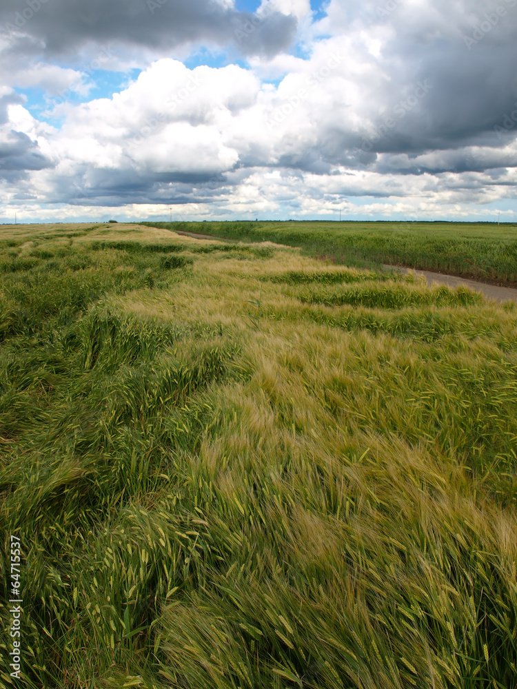 Obraz premium beautiful wheat field after storm and rain