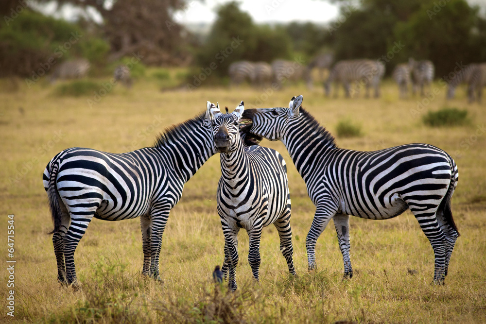 zebra's in africa walking on the savannah zebra's in africa walking on the savannah