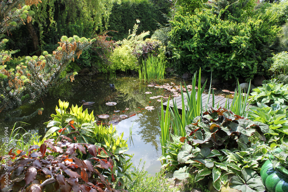 Fototapeta premium oczko wodne