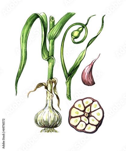 Fruits and leaves of garlic. Botany
