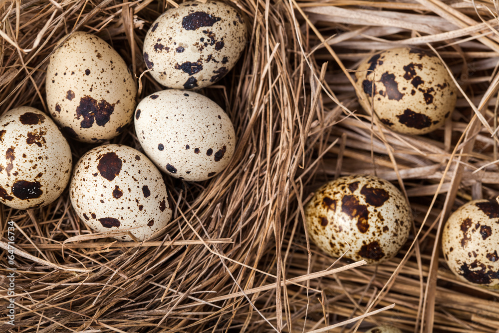 Quail eggs Quail eggs