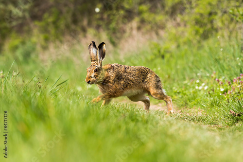 European hare (Lepus europaeus) © Arpad