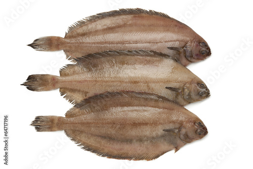 Fresh raw megrim fish photo