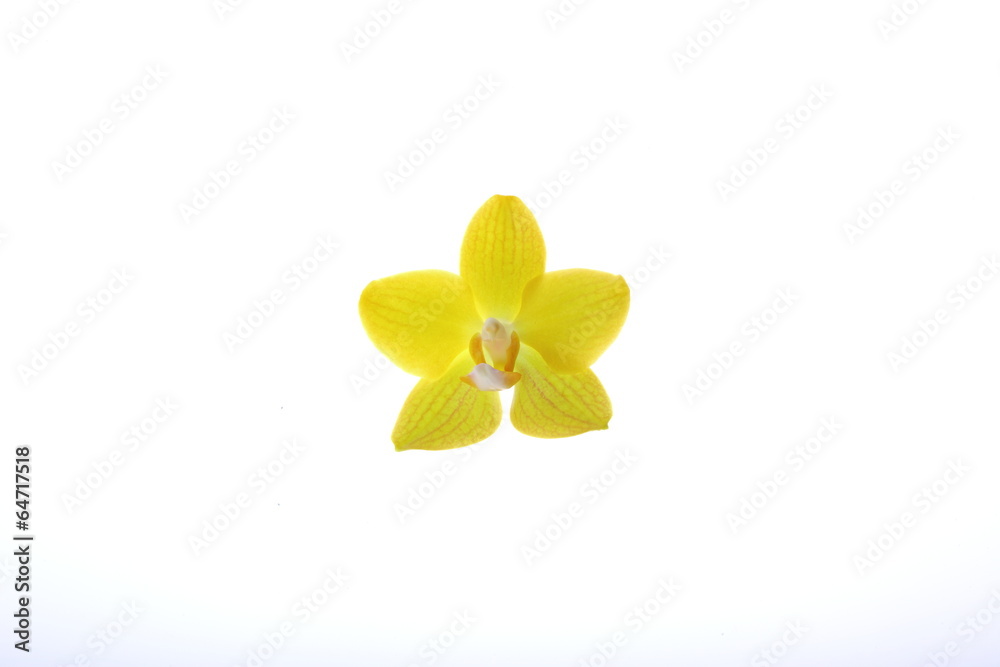 Obraz premium kwiat