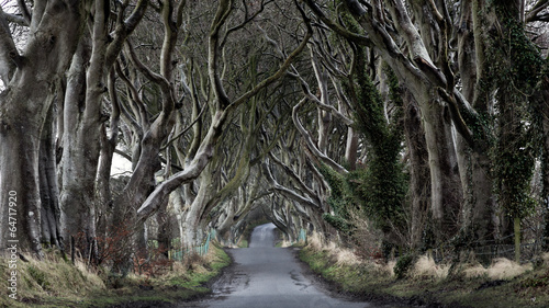 Dark Hedges - Ireland