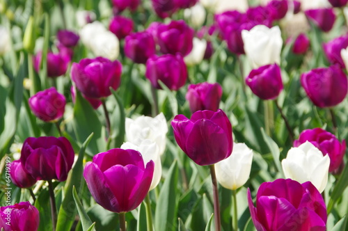 Tulpen lila und weiss - tulips purple and white 01 © LianeM