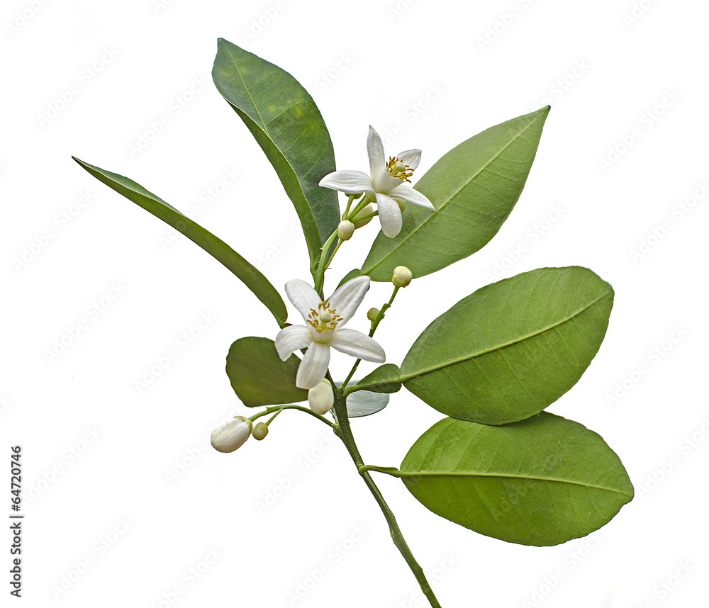 Fototapeta premium citrus flowers