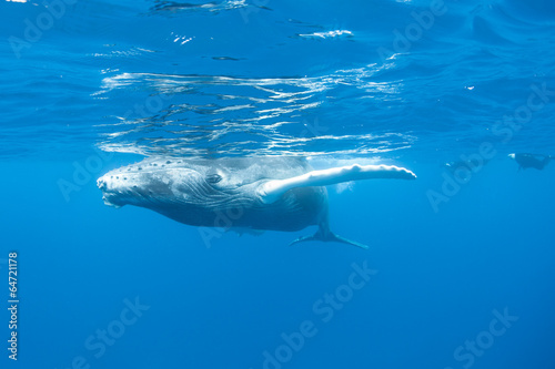Humpback Whale 2