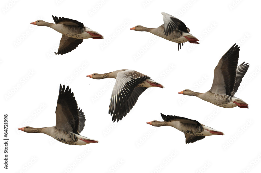 Obraz premium Greylag goose