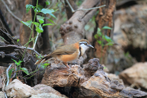 Lesser Necklaced Laughingthrush (Garrulax monileger) in Thailand photo