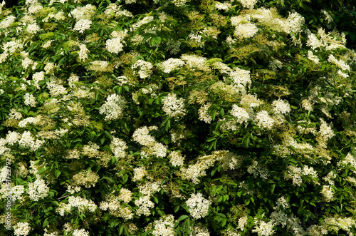 Elder flowers background