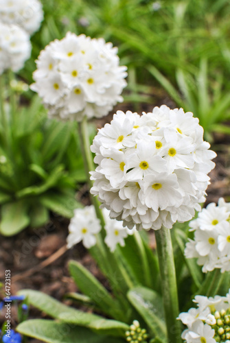 White primrose Primula denticulata Alba