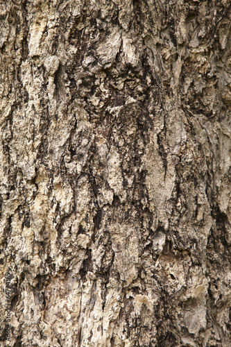 background from hard wood tree texture in sunlight