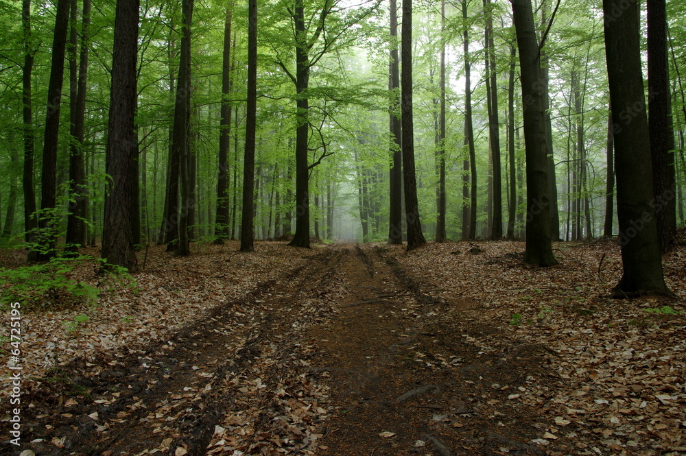 Fototapeta premium Poranek w lesie.