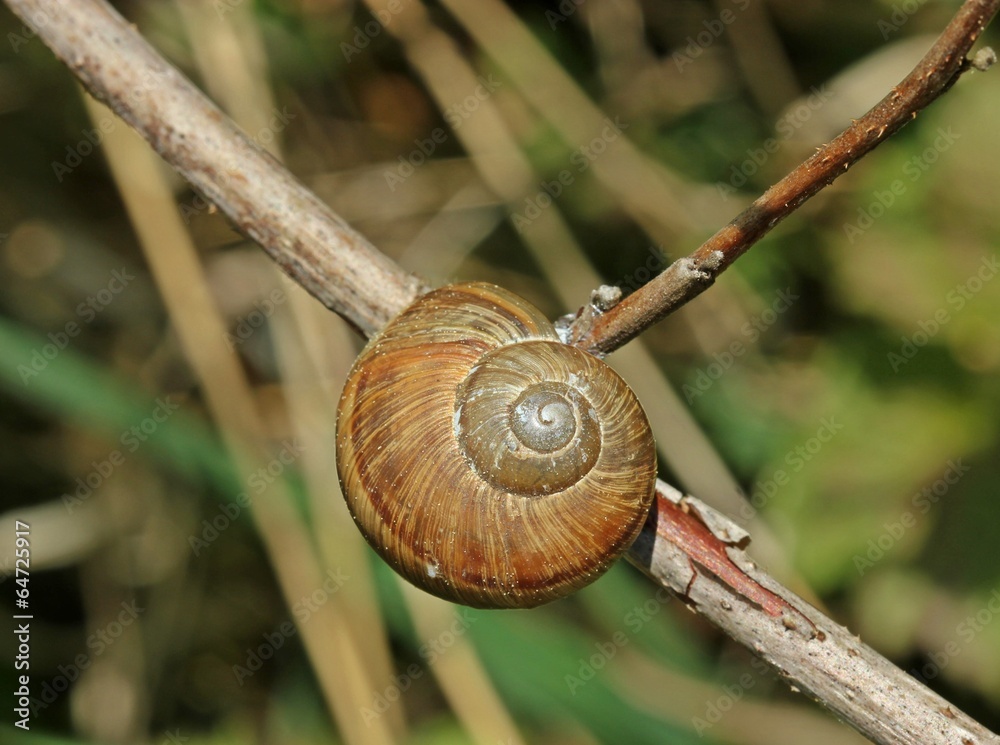 Junge Weinbergschnecke auf Zweig Junge Weinbergschnecke auf Zweig