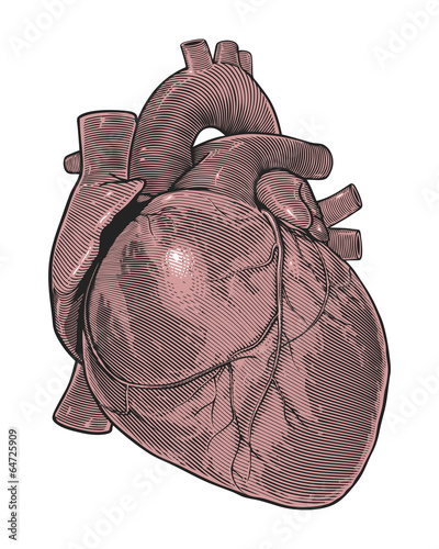 Human heart in vintage engraving style