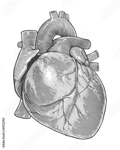 Human heart in vintage engraving style