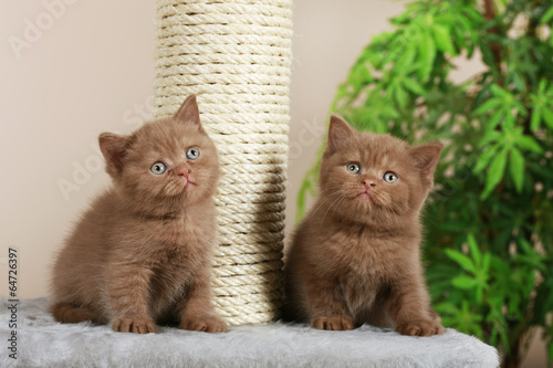 Fototapeta Naklejka Na Ścianę i Meble -  Zwei britisch Kurzhaar Kätzchen neben Kratzbaum