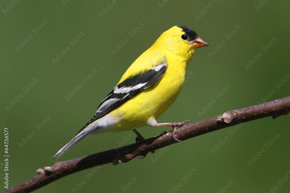 American Goldfinch on a branch American Goldfinch on a branch